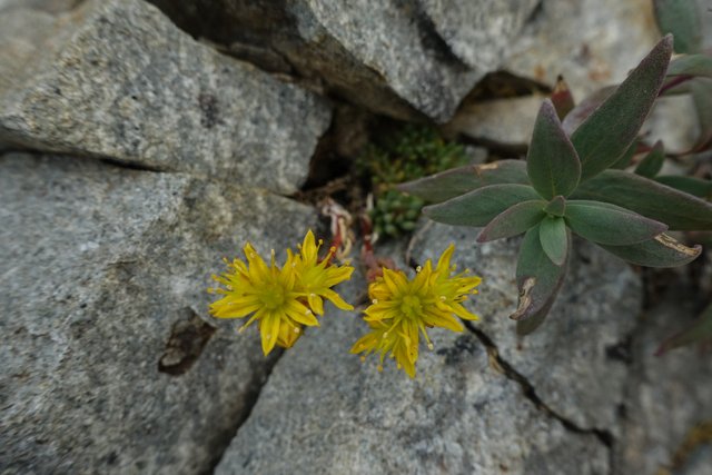 Sedum