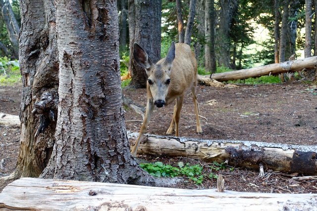 Deer looking for tasty treats