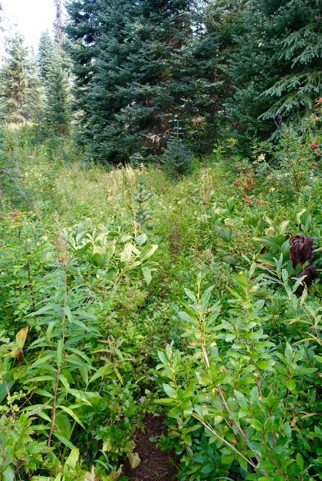 PCT near Castle Pass, a bit overgrown