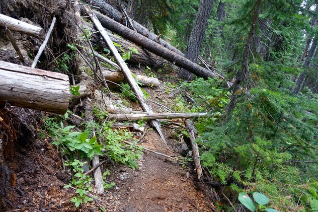 Blowdowns on the PCT in Manning Park