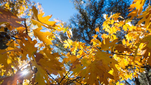 Sunshine, black oaks