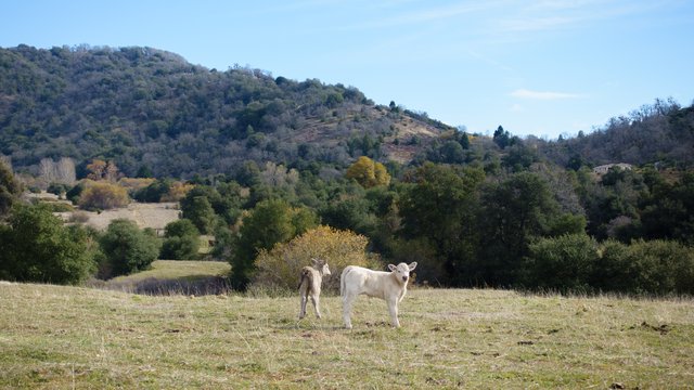 Calves