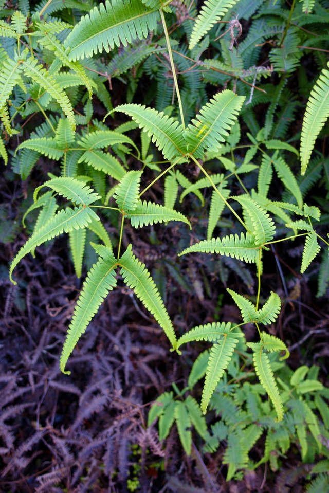 Fern