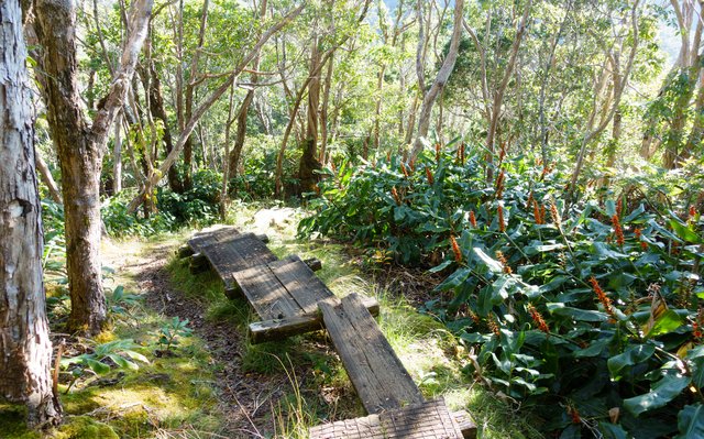 Native forest, bad ginger