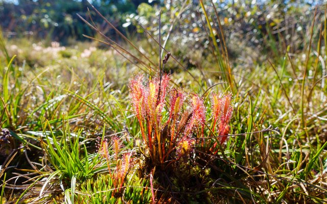 Sundews