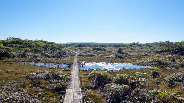 Into the swamp