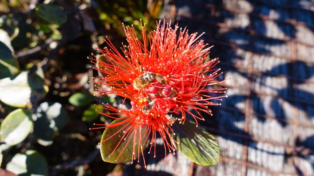 Ohia and honeybee