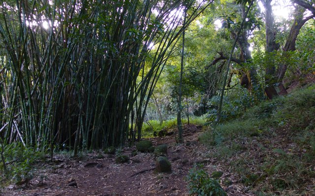 Creepy bamboo, clacking in the wind