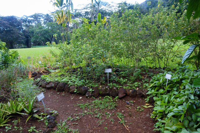 Native Hawaiian garden