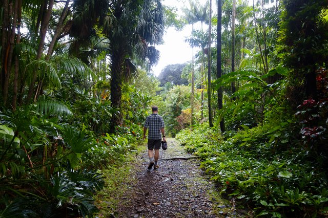 Through the arboreteum