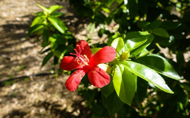 Hibiscus clayi