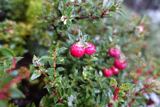 Berries!