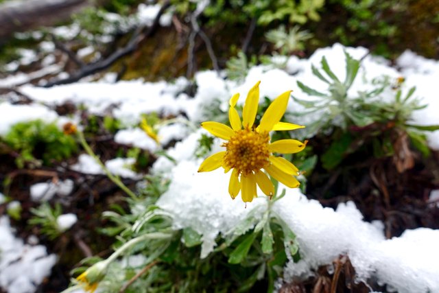 Sunflower in snow