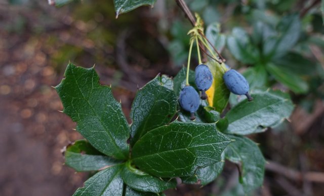 Berberis species