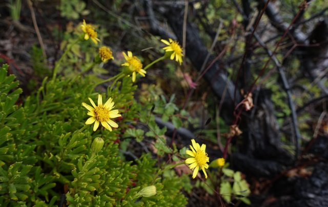 Yet more flowers