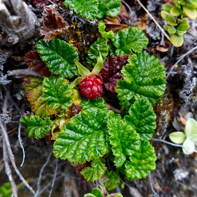 Native raspberry