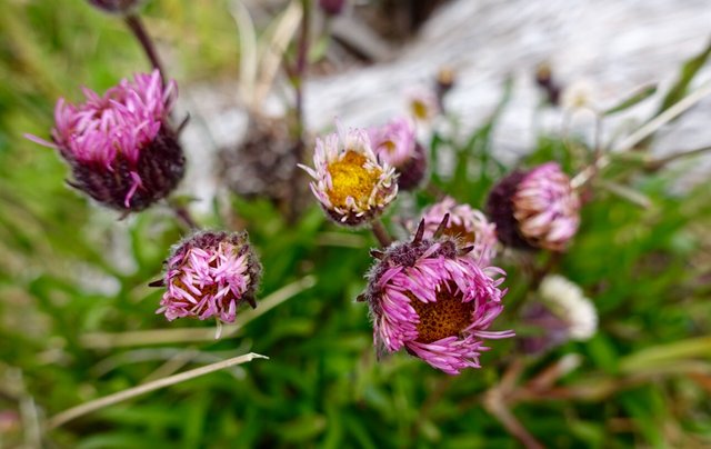 Purple aster