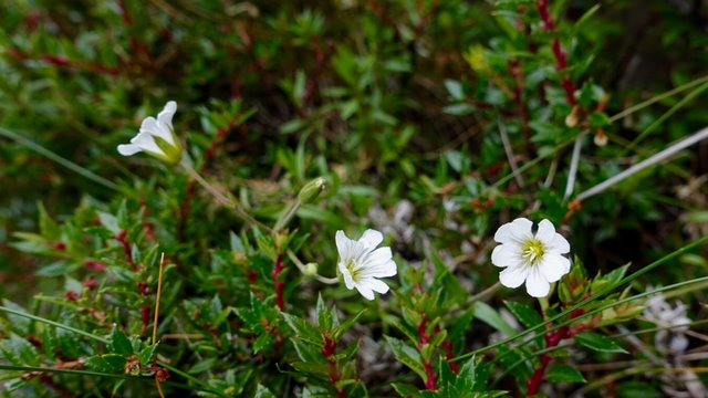 Odd flower