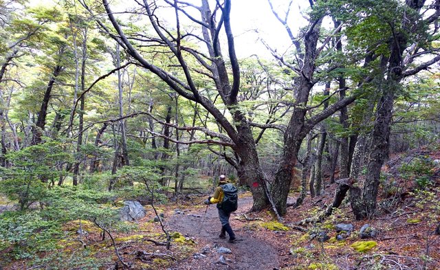 Forest walking