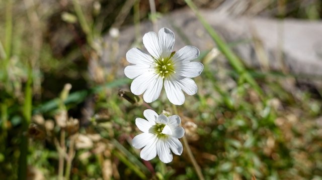 Odd flower again