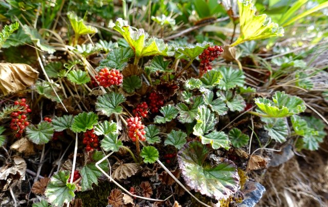 Gunnera species