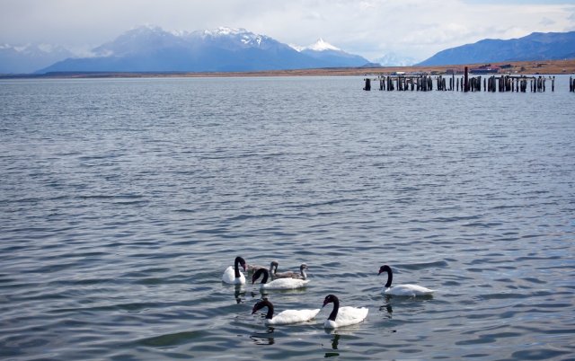 Black necked geese