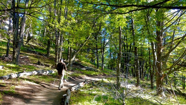 Through the lenga forest