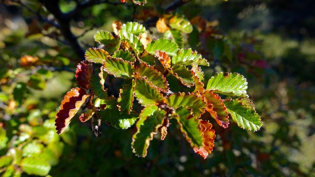 Nothofagus, just turning