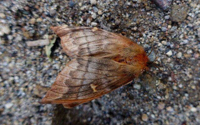 Nothofagus moth