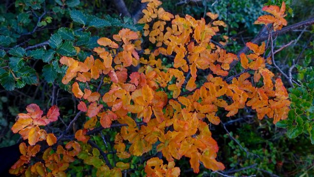 Nothofagus starting to show autumn colors