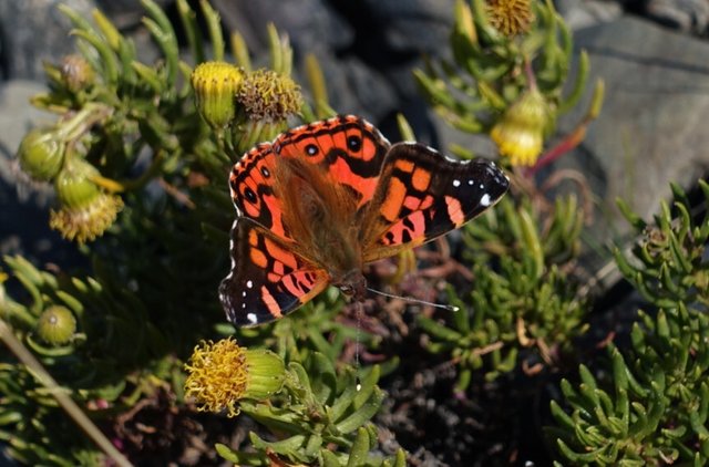 Butterfly on a daisy bush above the glacier