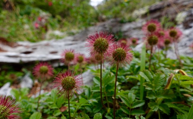 Spiky flowers