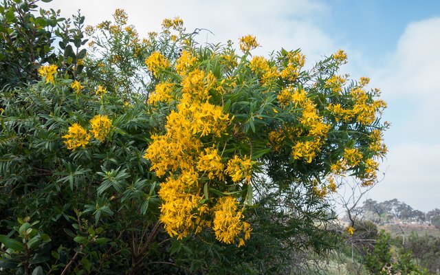 St Johns Wort (Hypericum canariensis)