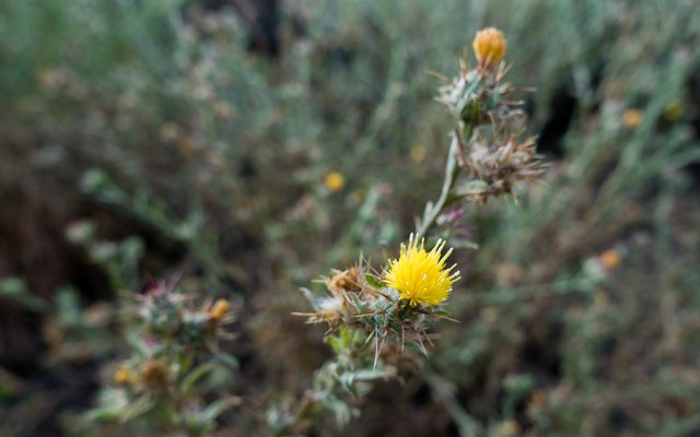 Tocalote (Centaurea melitensis)