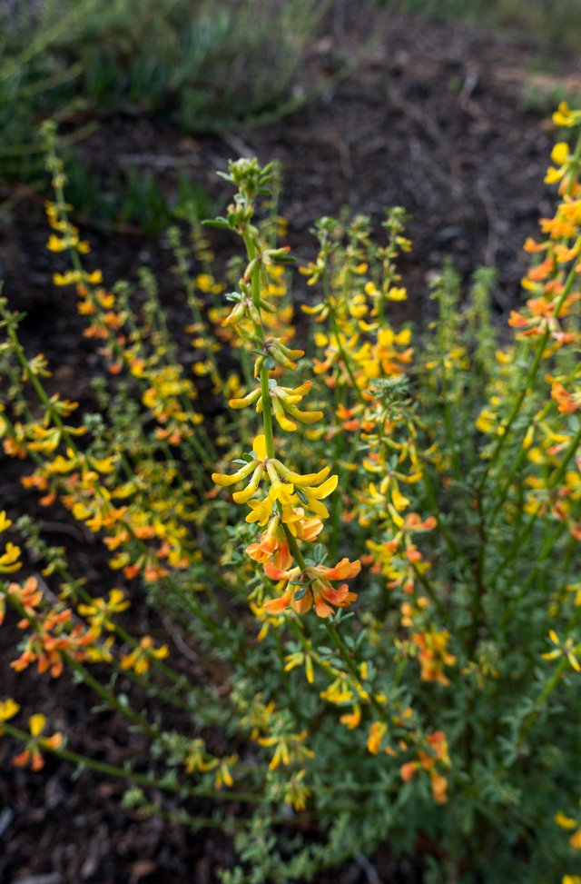 California broom (Lotus scoparius)