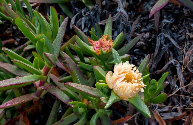 Iceplant (Carpobrotus edulis)