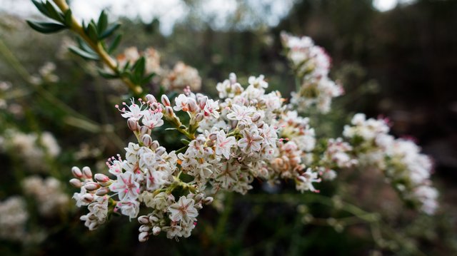 California buckwheat (Eriogonum fasciculatum v. fasciculatum)