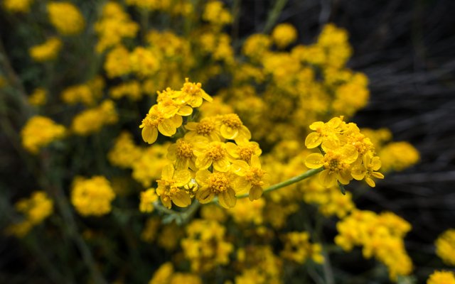 Golden yarrow (Eriophyllum confertiflorum)