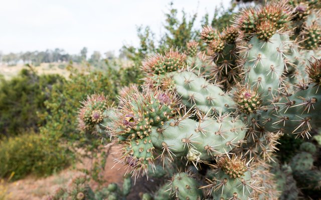 Coast cholla (Cylindropuntia prolifera).