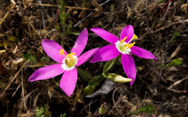 Canchalagua (Centauium venustum)