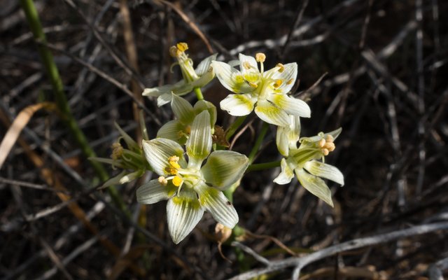 Death camas (Zigadenus fremontii)