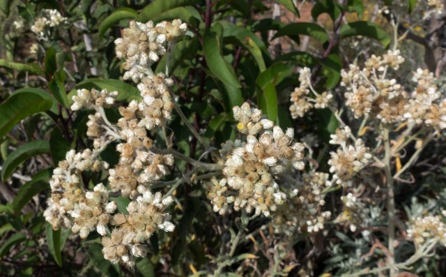 California Everlasting (Pseudognaphalium californicum)