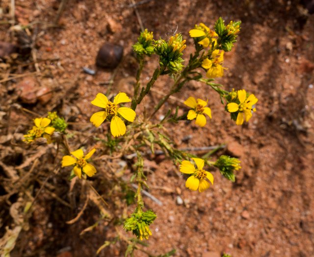 Tarweed (Deinandra fasciculata)