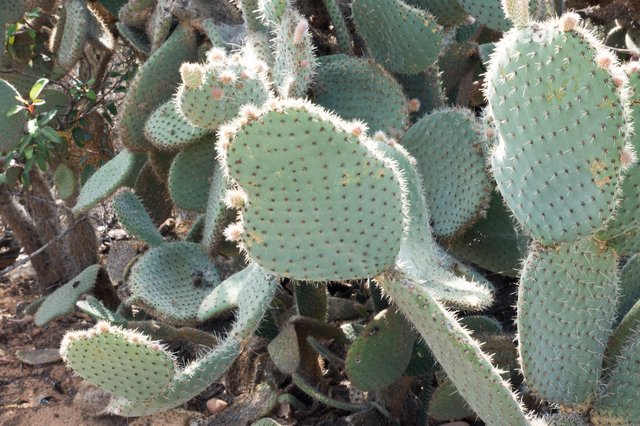 Coastal prickly pear cactus (Opuntia littoralis)