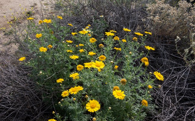 Crown daisy (Chrysanthemum coronarium)