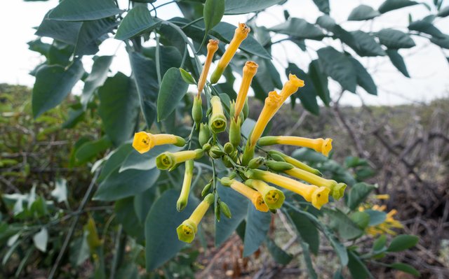 Tree tobacco (Nicotiana glauca)