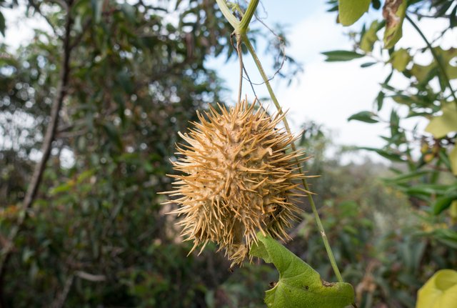 Wild cucumber (Marah macrocarpus)