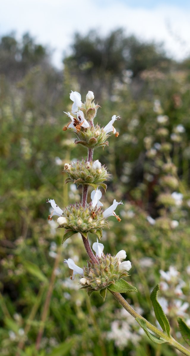 Black sage (Salvia mellifera)