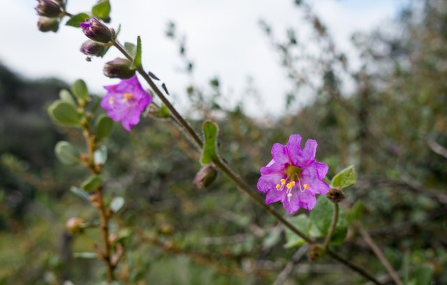 Wishbone bush (Mirabilis laevis)