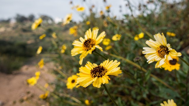 Bush sunflower (Encelia californica)